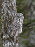 Great Gray Owl, Strix Nebulosa, North America