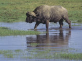 African Buffalo Walking Through a Grassy Waterhole, Syncerus Caffer Caffer, Kenya, Africa