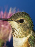 Close-Up of a Female Rufous Hummingbird Head, Selasphorus Rufus, Western North America