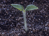 Buy Potato Seedling, Solanum Tuberosum at AllPosters.com
