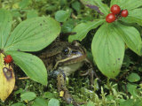 Spotted Frog, Rana Pretiosa, Among Bunchberry, Cornus Canadensis, Western North America