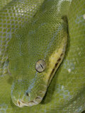 Green Tree Python, , Chondropython Viridis, Adult Specimen, Australia, New Guinea
