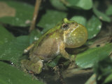 Northern Cricket Frog, Acris Capitans, Singing