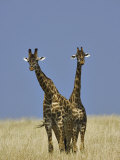 Pair of Masai Giraffes (Giraffa Camelopardalis Tippelskirchi), Masai Mara Game Reserve, Kenya