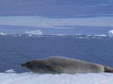Crabeater Seal on an Ice Floe, Lobodon Carcinophagus, Antarctica