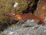 Buy Yellowleg Shrimp (Pandalas). Rocky Coast, Alaska to California, USA at AllPosters.com