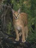 Caracal or African Lynx, Caracal Caracal, Africa