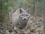 Canada Lynx (Lynx Canadensis), North America