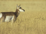 Female Pronghorn, Antilocapra Americana, North American Grasslands