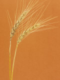 Buy Ripe Wheat (Triticum Aestivum) at AllPosters.com