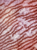 Rough Endoplasmic Reticulum, Rer, Lined with Ribosomes from a Liver Cell