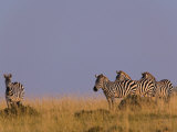 Burchell's Zebras (Equus Burchelli) at Sunrise, Masai Mara Game Reserve, Kenya