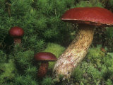 Buy Red or Frost's Bolete Mushrooms Among Mosses on the Forest Floor, Boletes Frostii, Central USA at AllPosters.com