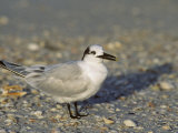 Sandwich Tern, Sterna Sandvicensis, North America