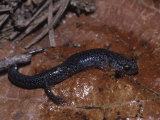 Juvenile Slimy Salamander, Plethodon Glutinosus, Eastern North America