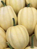 Buy Harvest of Winter Squash (Cucumis Pepo), 'Cream of the Crop' at AllPosters.com