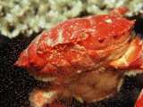 Red Crab Releasing Eggs (Etisus Splendidus), Sudan, Africa, Red Sea