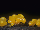 Yellow Jelly Mushroom (Dacrymyces Palmatus), North America