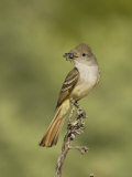 Ash-Throated Flycatcher (Myiarchus Cinerascens) Perched with Insect Prey in its Bill, Arizona, USA