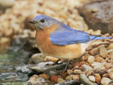 Eastern Bluebird, Sialia Sialis, Eastern USA