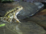 Pickerel Frog, Rana Palustris, North America