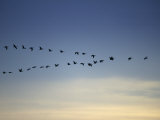Canada Goose Flying in a V Formation (Branta Canadensis)