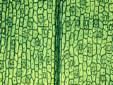 Buy Tradescantia Leaf Epidermis and Stomates at AllPosters.com