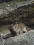 Canadian Lynx Kitten, Lynx Canadensis, North America