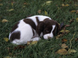 Brittany Spaniel Variety of Domestic Dog, 7 Week-Old Puppy