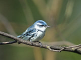 Male Cerulean Warbler (Dendroica Cerulea), North America