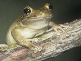 Cuban Treefrog, Osteopilus Septentrionalis, Cuba and an Introduced Species in Florida, USA