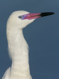 Reddish Egret White Phase or White Morph Head, Egretta Rufescens, Florida, USA