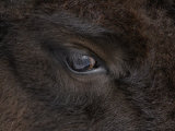 American Bison Eye (Bison Bison)