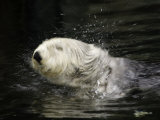 A California Sea Otter (Enhydra Lutris) Shakes Off Sea Water, Monterey, California, USA