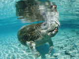 Buy West Indian Manatee, Trichechus Manatus Latirostris, Usa, Florida, Fl, Crystal River at AllPosters.com