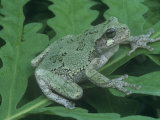 Gray Treefrog (Hyla Versicolor), Eastern USA