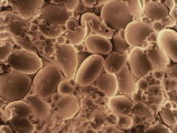 Buy Soft Wheat Grain Structure Showing Starch Granules at AllPosters.com