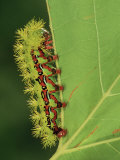 Saturniid Moth Larva or Caterpillar (Molippa Rosea), Family Saturniidae, Mexico