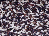 Buy Vermont Appaloosa Beans (Phaseolus Vulgaris). Native to Central and South America at AllPosters.com