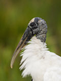 Wood Stork (Mycteria Americana)