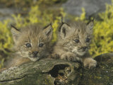 Canada Lynx Kittens, Lynx Canadensis, North America