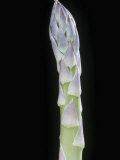 Buy Asparagus Stalk, Asparagus Officinalis at AllPosters.com
