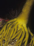 Buy Holdfast of a Palm Kelp (Eisenia Arborea), Catalina Island, California, Usa, Pacific Ocean at AllPosters.com