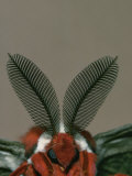 Antenna and Face of Male Cecropia Moth, Hyalophora Cecropia