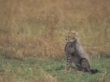 Cheetah Cub (Acinonyx Jubatus), East Africa