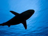 Silhouette of a Gray Reef Shark (Carcharhinus Amblyrhynchos), Yap, Micronesia