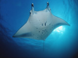 Manta Ray (Manta Birostris), Maldives Islands, Indian Ocean