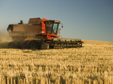 Combine Harvesting Wheat