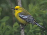 Blue-Winged Warbler, Vermivora Pinus, Eastern USA