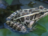 Pickerel Frog (Rana Palustris), Central USA